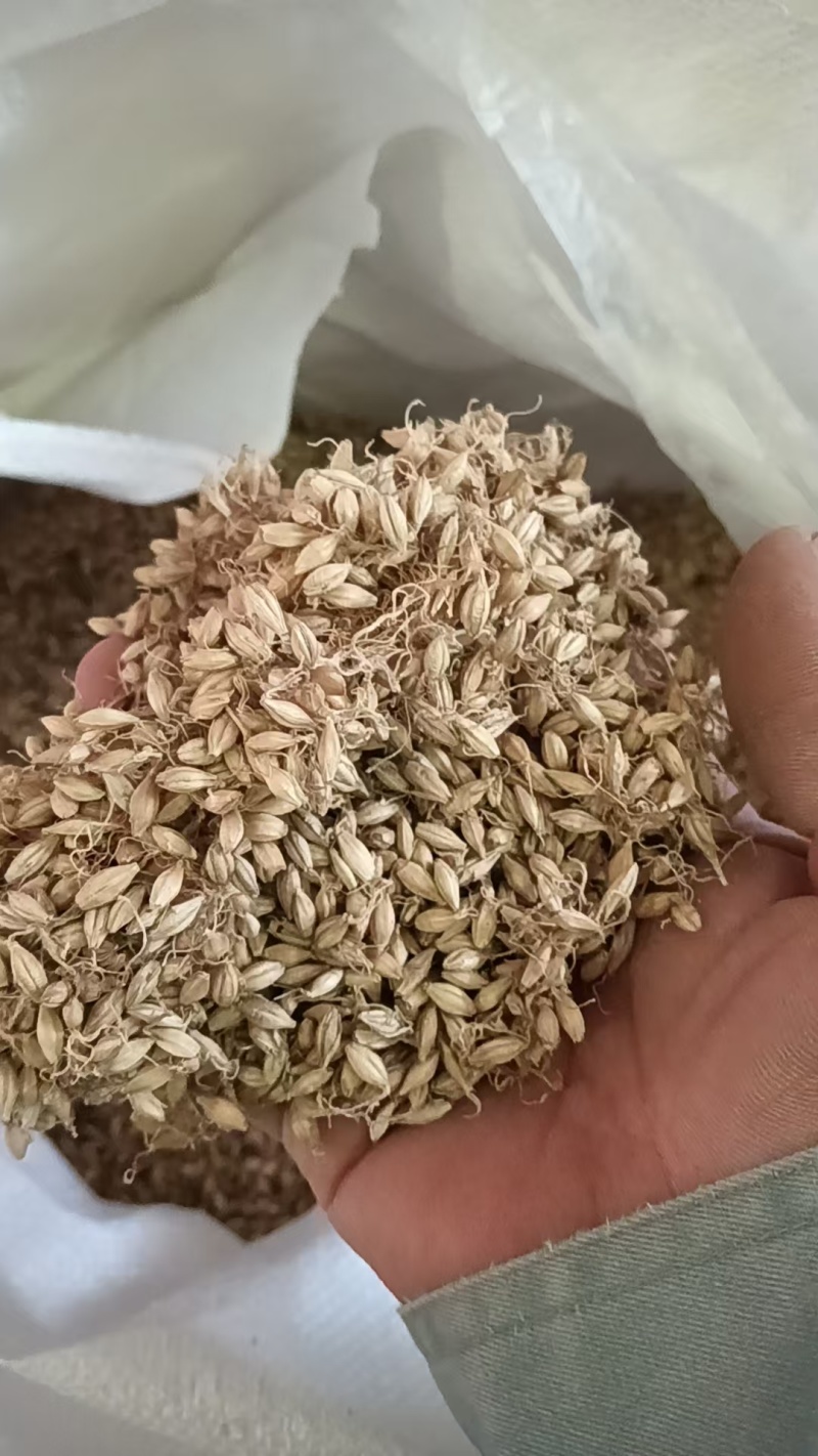 麦芽，炒麦芽，产区直发，专业药材批发，质量保证