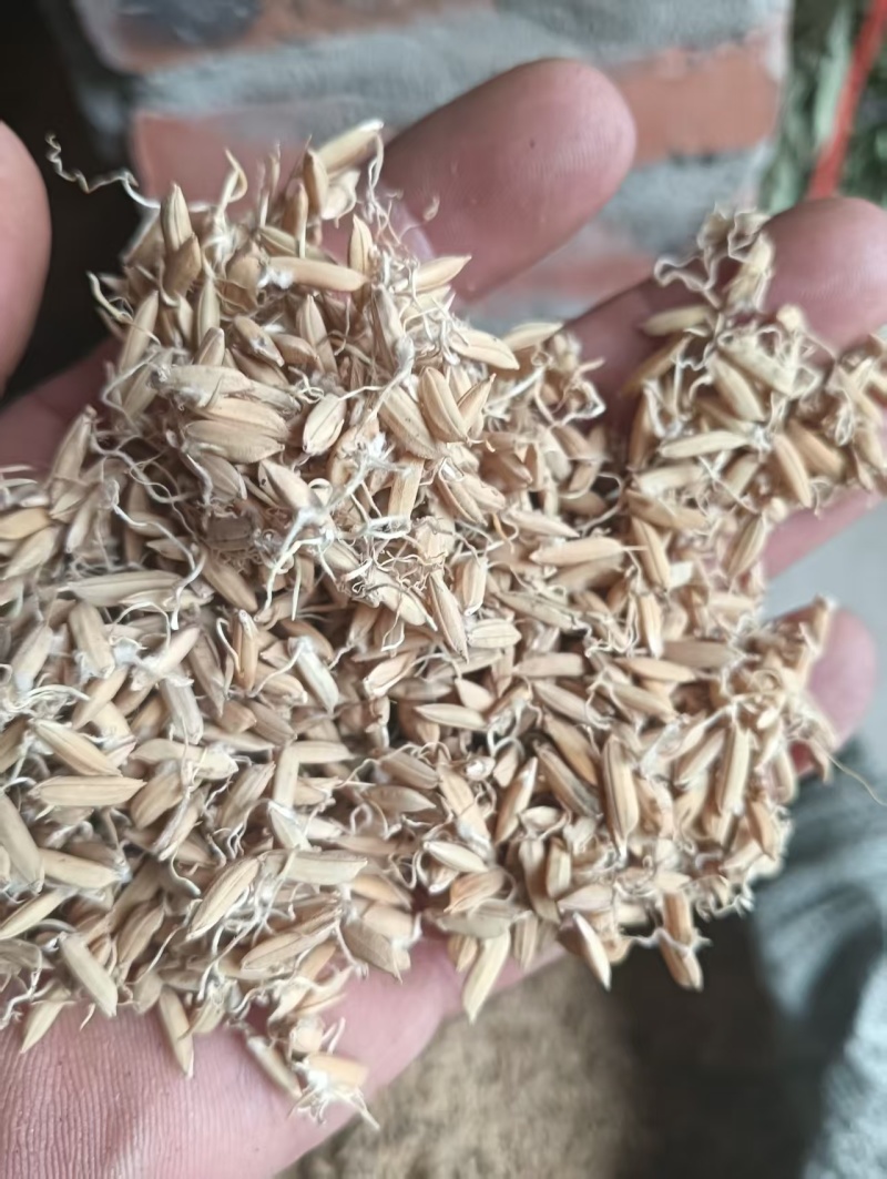 麦芽，炒麦芽，产区直发，专业药材批发，质量保证