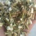 品类齐全益母草，大花，小花无花，精品推荐，产区对接，物美