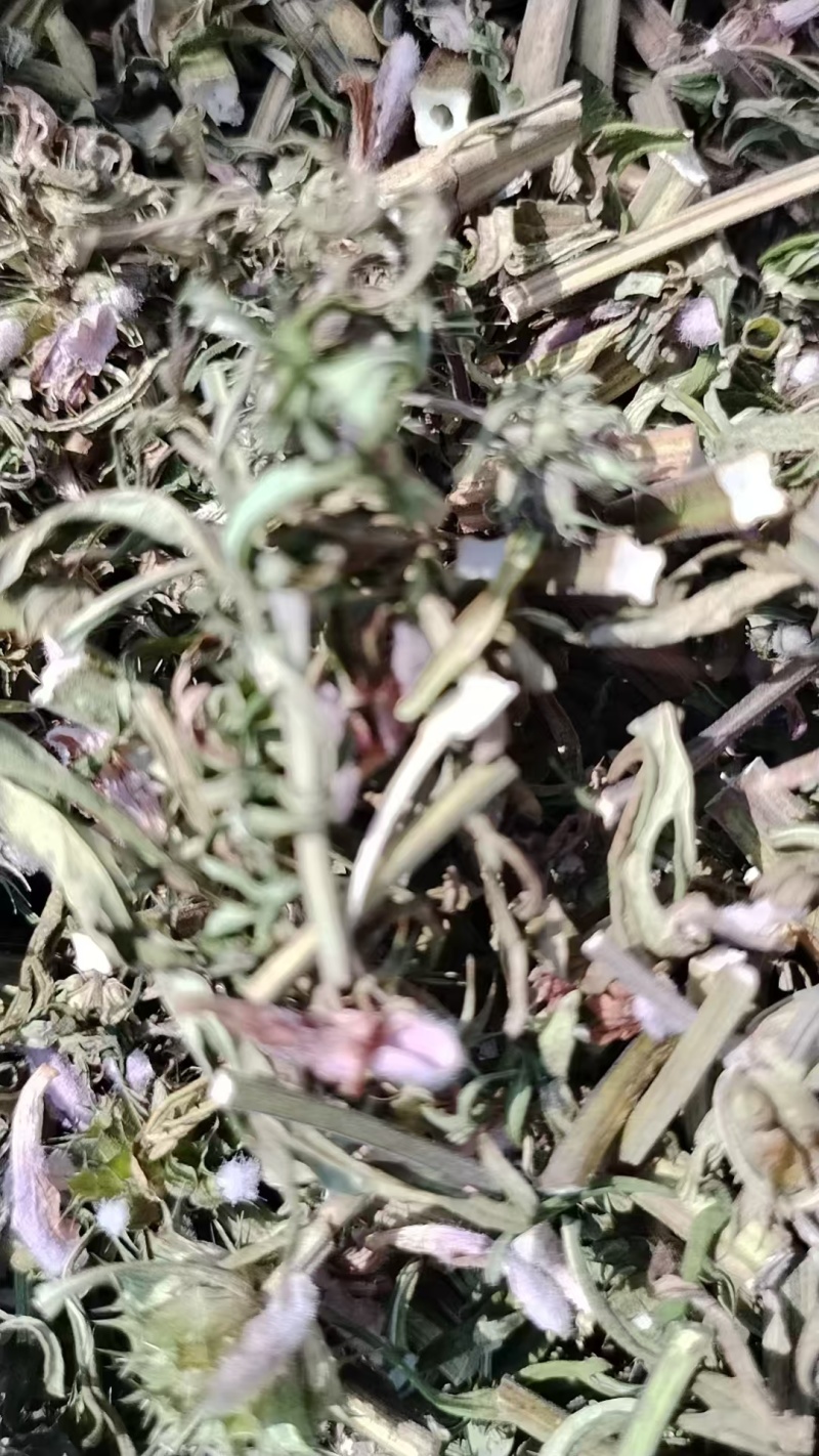 品类齐全益母草，大花，小花无花，精品推荐，产区对接，物美
