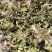 品类齐全益母草，大花，小花无花，精品推荐，产区对接，物美