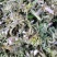 品类齐全益母草，大花，小花无花，精品推荐，产区对接，物美