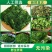 荠菜荠荠菜速冻荠菜野菜冷冻新鲜荠菜馄饨水饺野菜馅荠菜馅