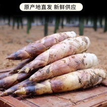 江西雷竹笋种植基地供应原产地批发大笋中笋小笋规格齐全