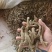 玄参，中药材，量大从优，欢迎咨询对接，原产直发规格