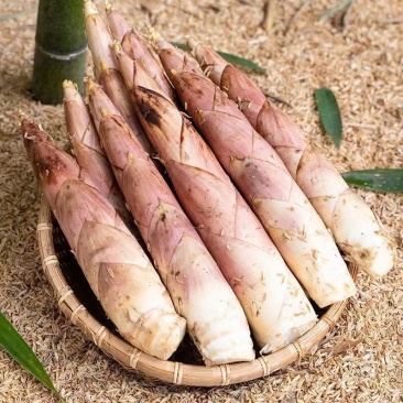 江西竹笋雷竹笋种植基地批发大中小笋质量保证