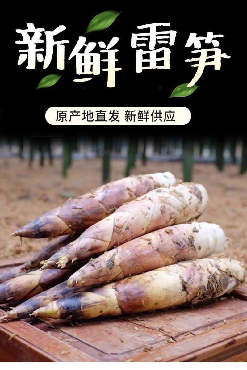 江西竹笋雷竹笋种植基地批发大中小笋质量保证