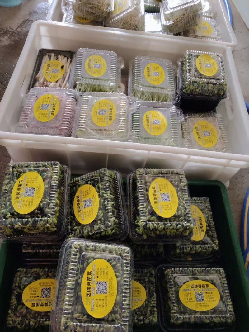零污染精品黑豆苗