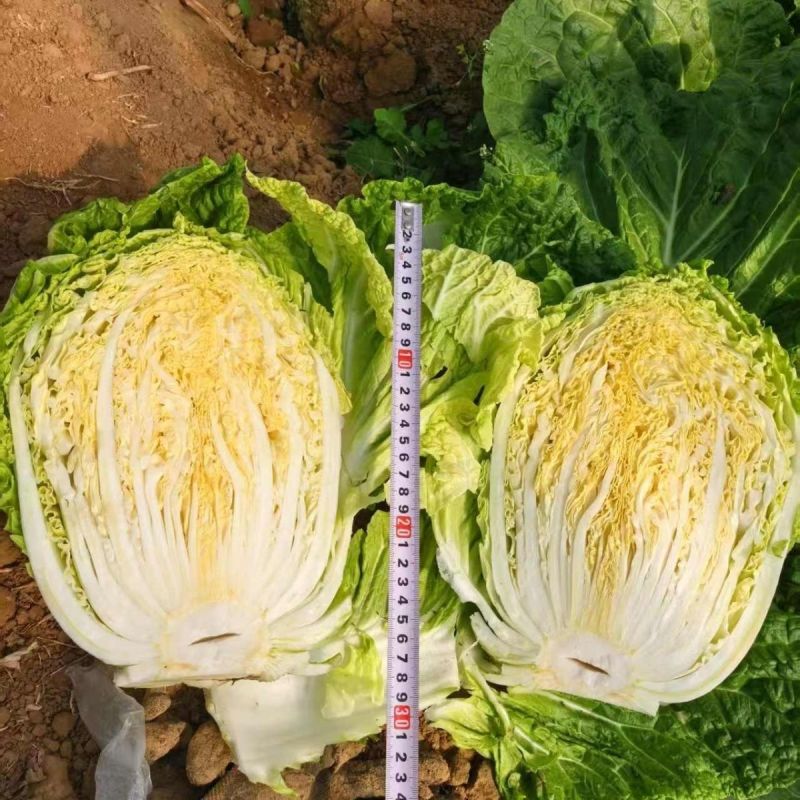 申荣黄金65黄心白菜种子60天绿叶黄芯中熟高产抗病商品性