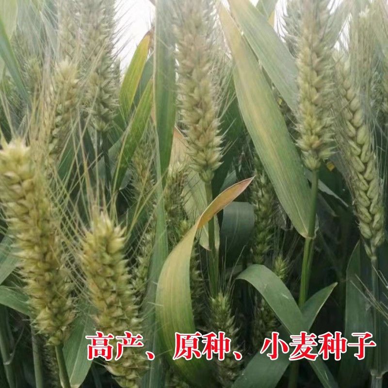 国审小麦原种中科166小麦种子高产矮杆大穗冬小麦种籽抗倒