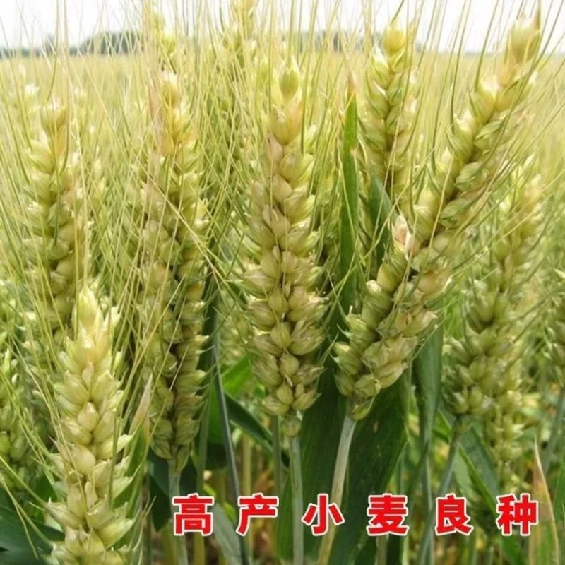 国审小麦原种中科166小麦种子高产矮杆大穗冬小麦种籽抗倒