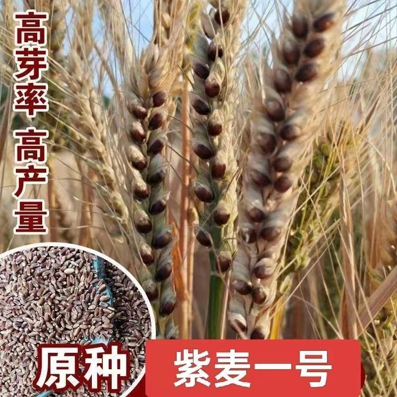 山农紫麦1号黑小麦种子原装正品穗大高产抗病抗旱耐寒农科院