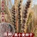 山农紫麦1号黑小麦种子原装正品穗大高产抗病抗旱耐寒农科院