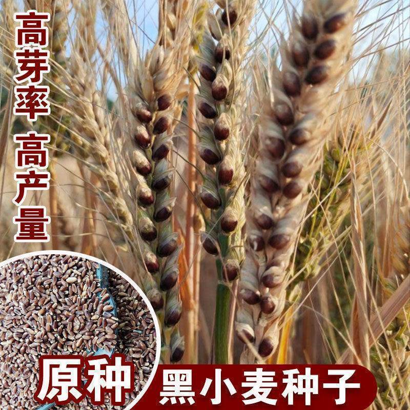 山农紫麦1号黑小麦种子原装正品穗大高产抗病抗旱耐寒农科院