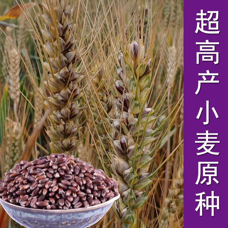 山农紫麦1号黑小麦种子原装正品穗大高产抗病抗旱耐寒农科院