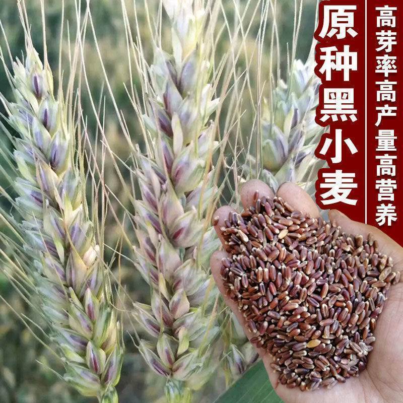 山农紫麦1号黑小麦种子原装正品穗大高产抗病抗旱耐寒农科院
