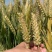 隆平高科伟隆169小麦种子国审小麦种抗倒高产稳产强筋