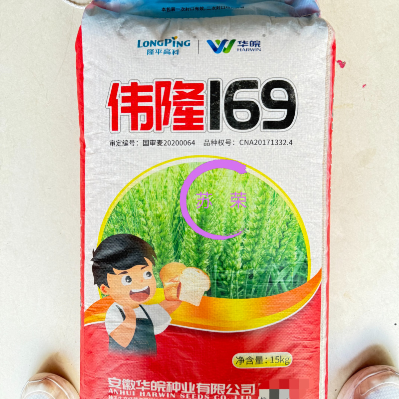 隆平高科伟隆169小麦种子国审小麦种抗倒高产稳产强筋