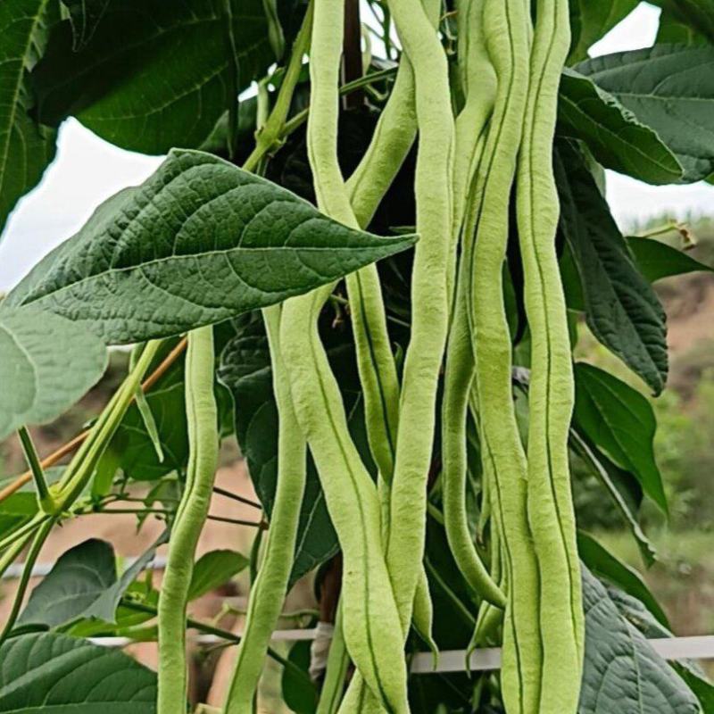 高原架豆王豆角四季豆无筋豆