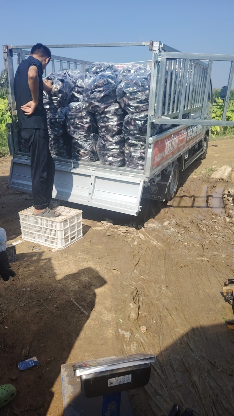 紫把长茄大量上市产地一手货源支持全国物流发货