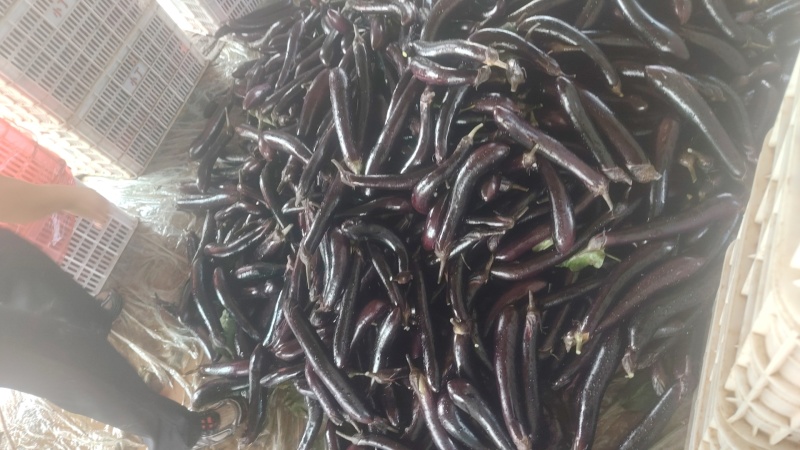 紫把长茄大量上市产地一手货源支持全国物流发货