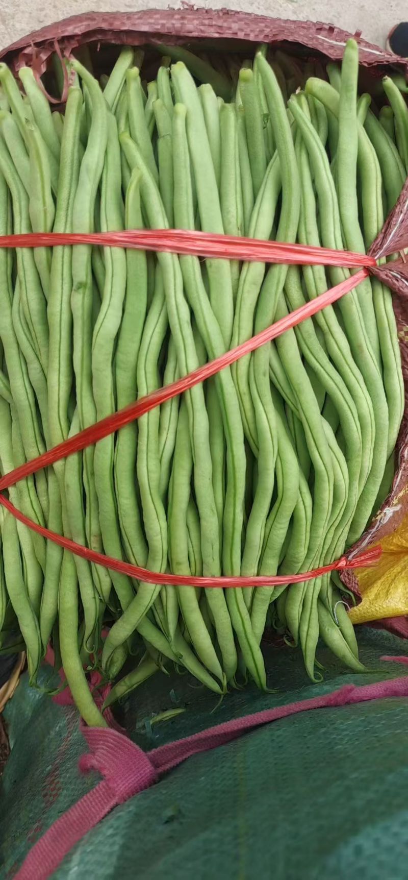 高原架豆王豆角四季豆无筋豆