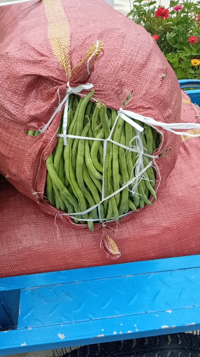 高原架豆王豆角四季豆无筋豆