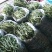 高原架豆王豆角四季豆无筋豆