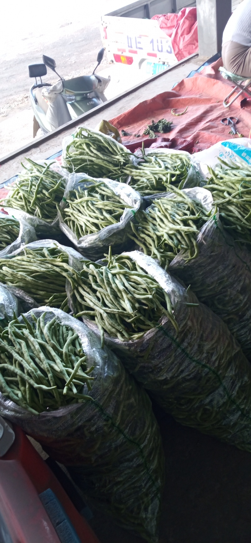 高原架豆王豆角四季豆无筋豆