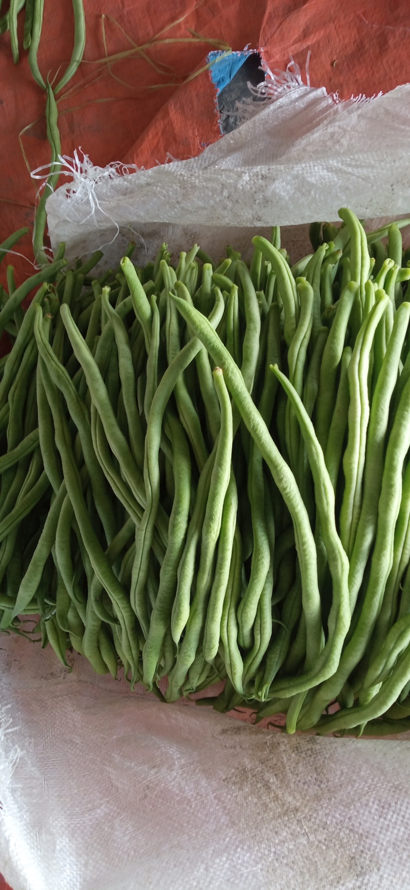 高原架豆王豆角四季豆无筋豆