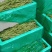 高原架豆王豆角四季豆无筋豆