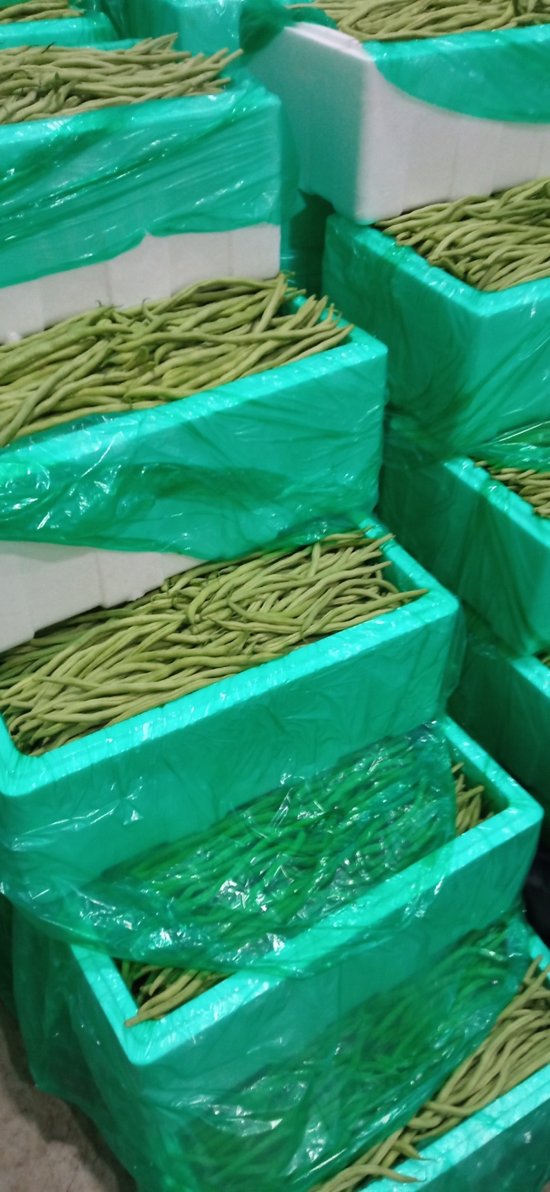 高原架豆王豆角四季豆无筋豆