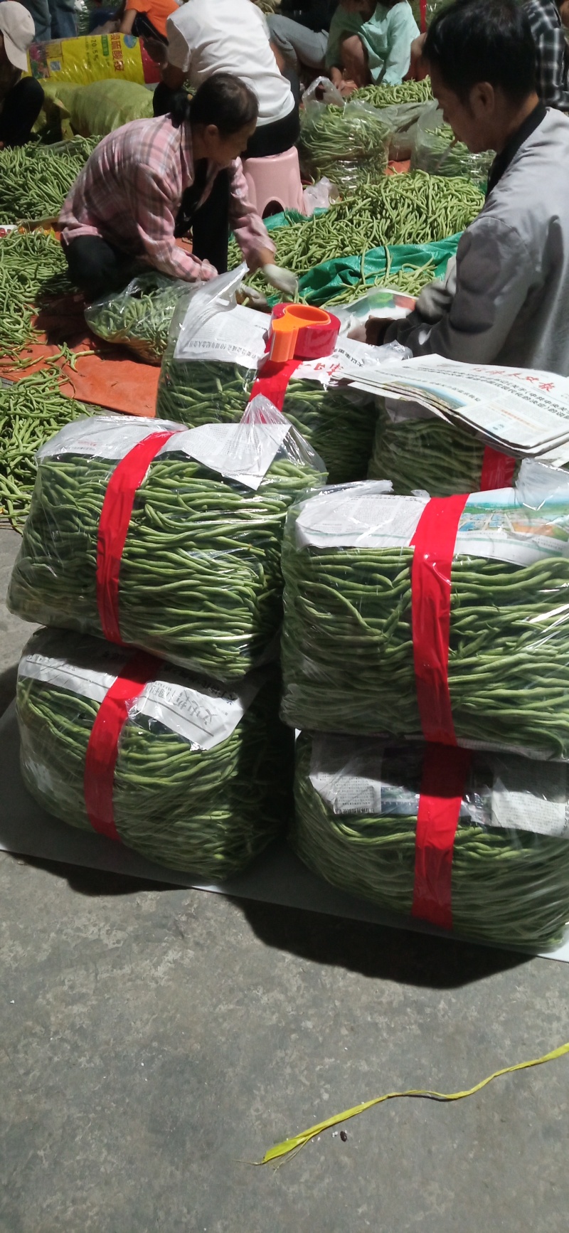 高原架豆王豆角四季豆无筋豆