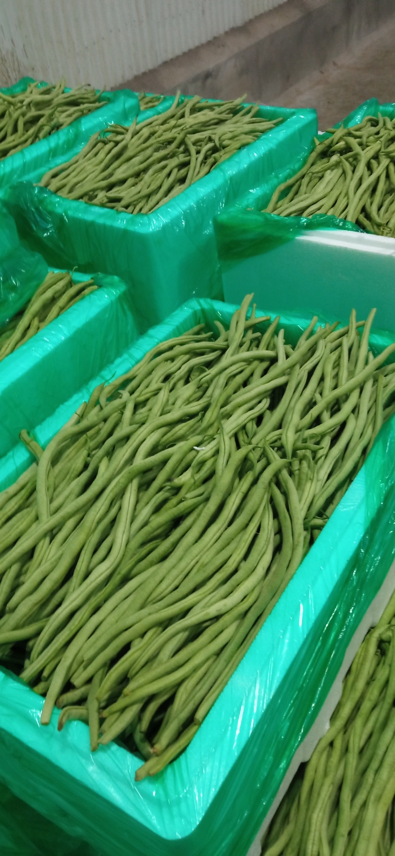 高原架豆王豆角四季豆无筋豆