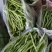 高原架豆王豆角四季豆无筋豆