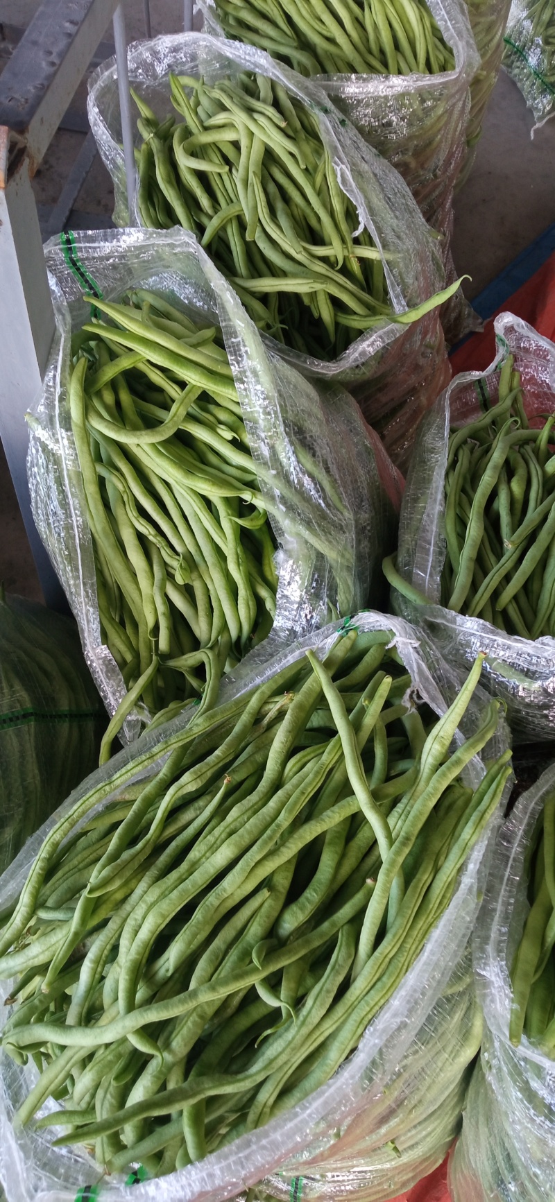 高原架豆王豆角四季豆无筋豆