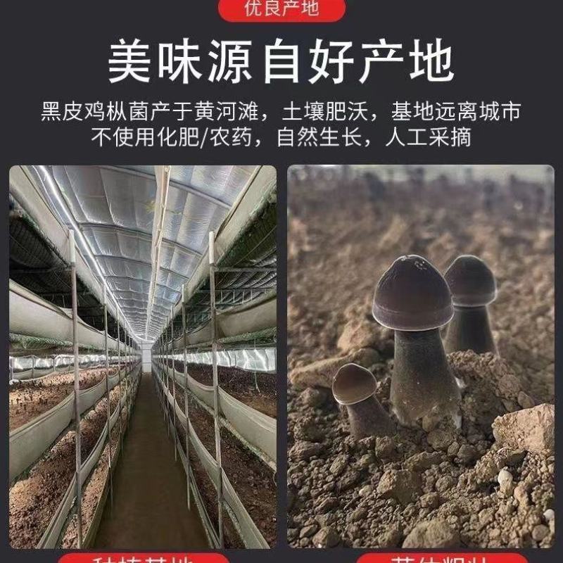 新鲜菌菇鸡枞菌可食用蘑菇煲汤鸡枞菌汤人工种植采摘黑皮鸡枞