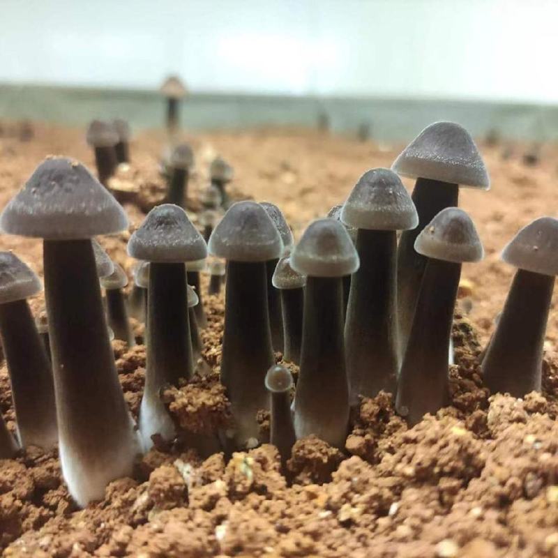 新鲜菌菇鸡枞菌可食用蘑菇煲汤鸡枞菌汤人工种植采摘黑皮鸡枞