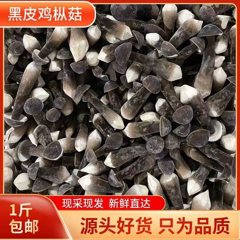 新鲜菌菇鸡枞菌可食用蘑菇煲汤鸡枞菌汤人工种植采摘黑皮鸡枞