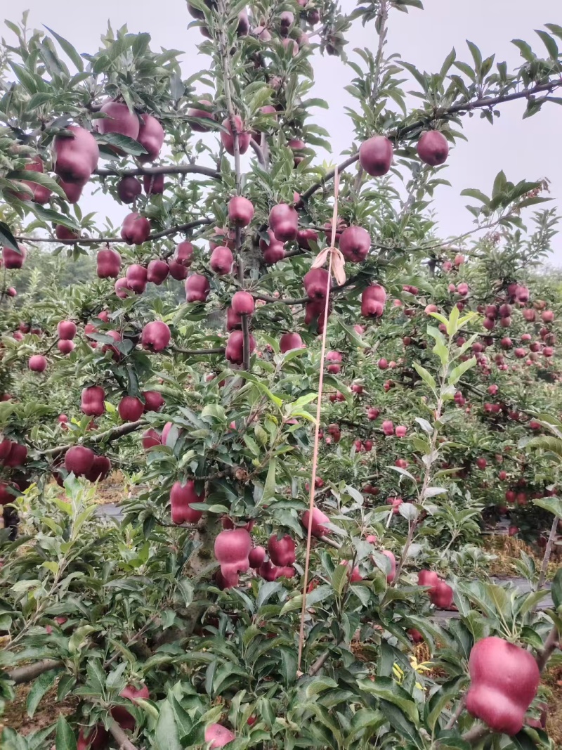 甘肃花牛苹果