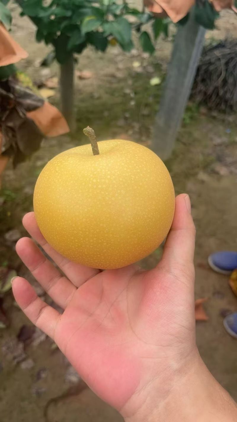 秋月梨