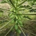 红心水果木瓜