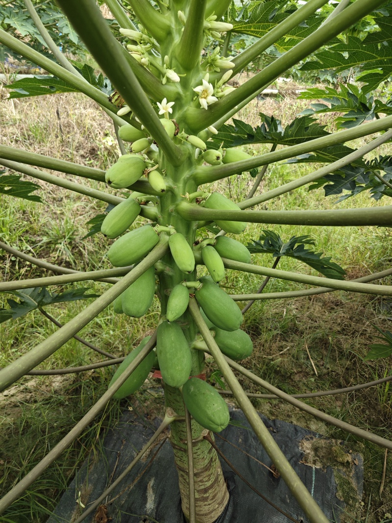 红心水果木瓜