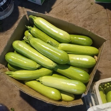 长子精品西葫芦
