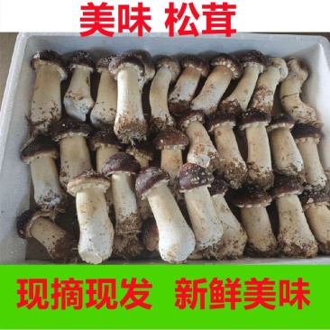 新鲜赤松茸姬松茸煲汤火锅菌菇现摘现发新鲜鲜嫩姬松茸