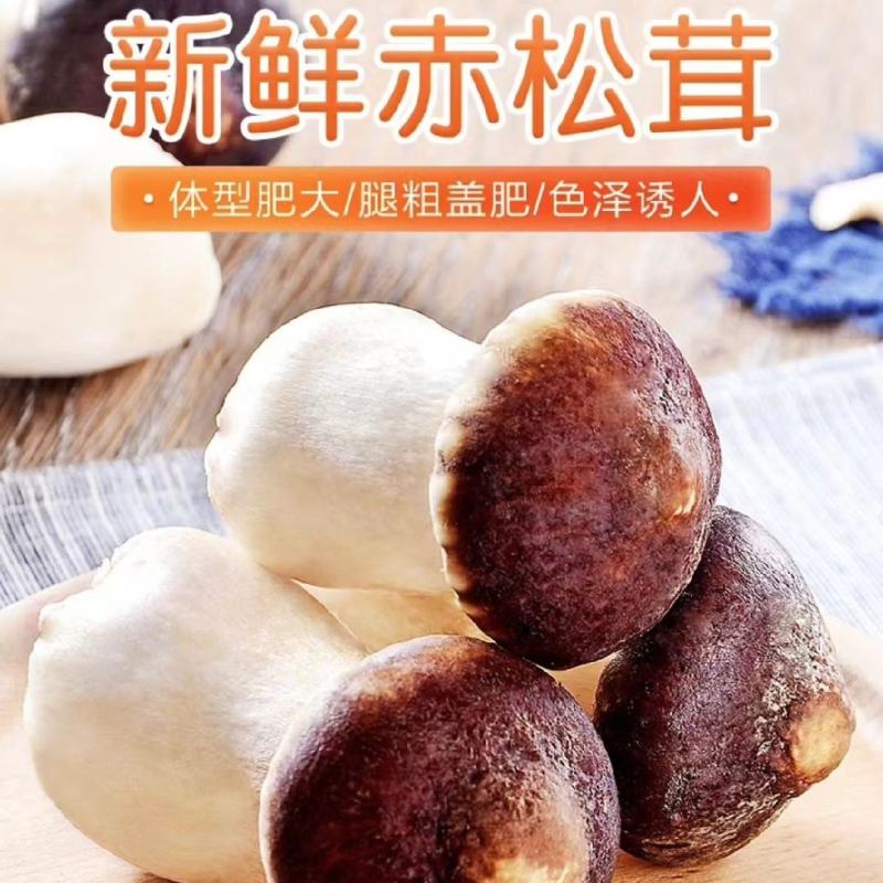 新鲜赤松茸姬松茸煲汤火锅菌菇现摘现发新鲜鲜嫩姬松茸