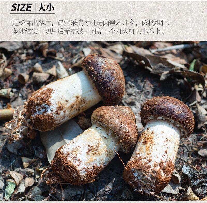 新鲜赤松茸姬松茸煲汤火锅菌菇现摘现发新鲜鲜嫩姬松茸