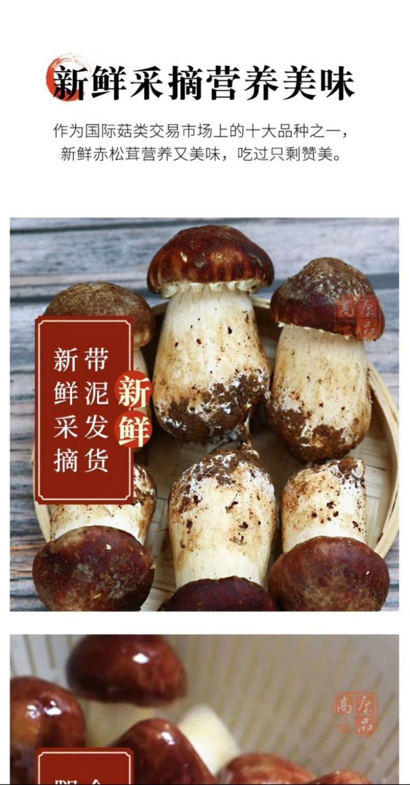 新鲜赤松茸姬松茸煲汤火锅菌菇现摘现发新鲜鲜嫩姬松茸