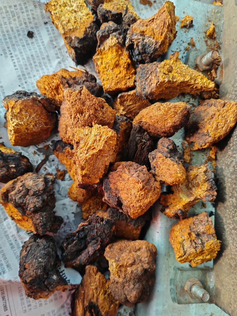 桦树茸可帮切小块