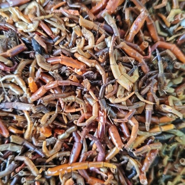 蜈蚣脚合适打粉用